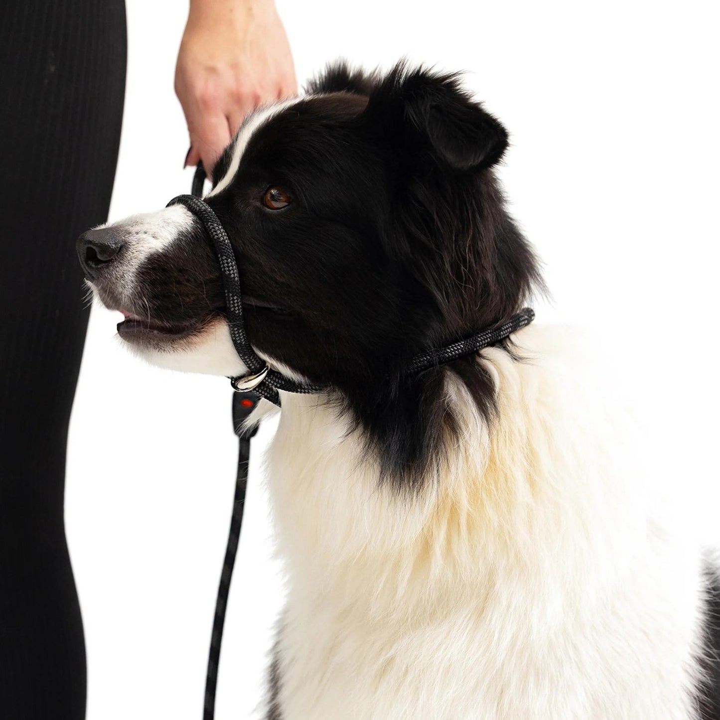 Luca Dog Rope Leash | Black