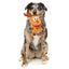Reggie Reindeer Christmas Dog Toy