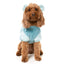 Winnie Dog Hoodie | Blue