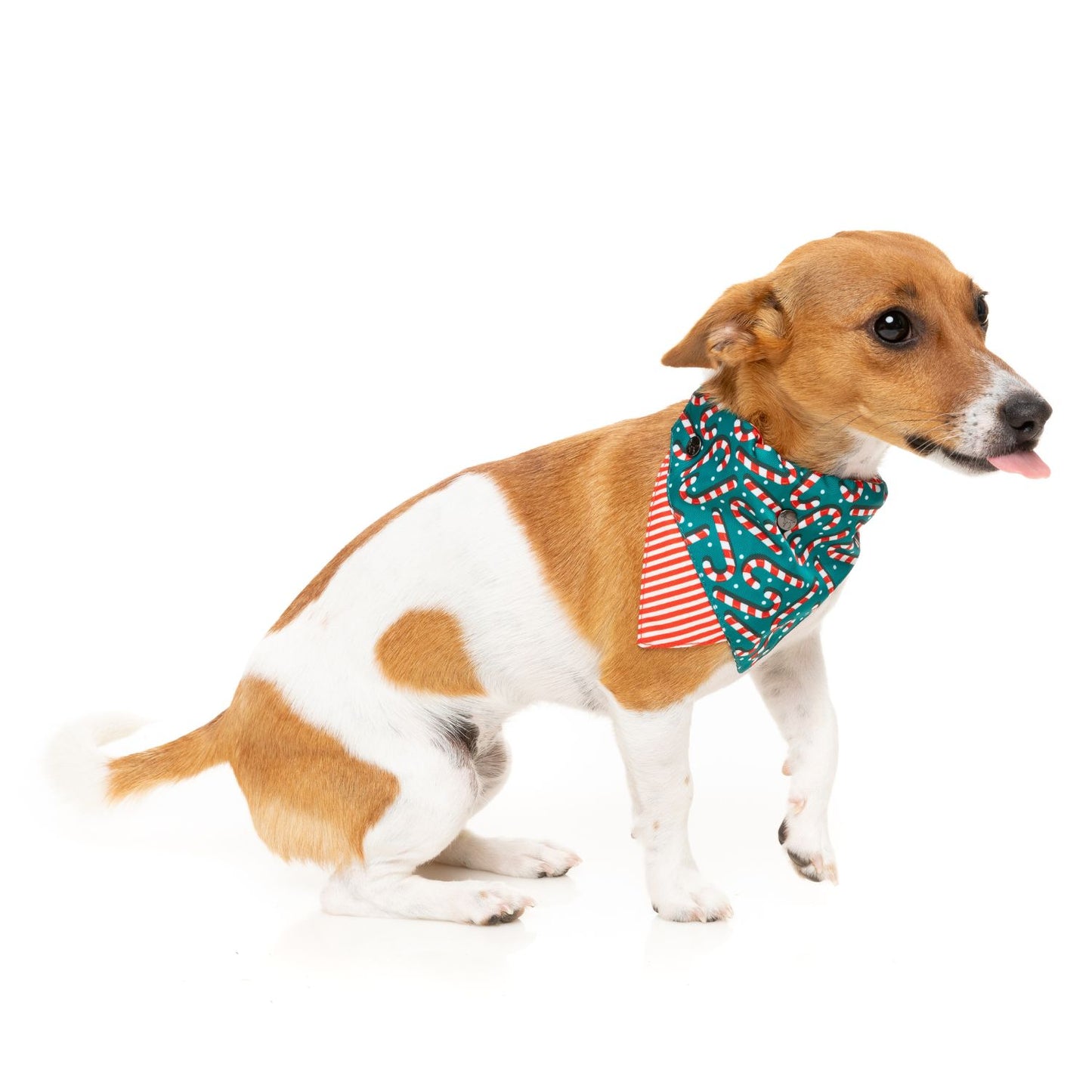 Christmas Dog Bandana | Candy Cane Green