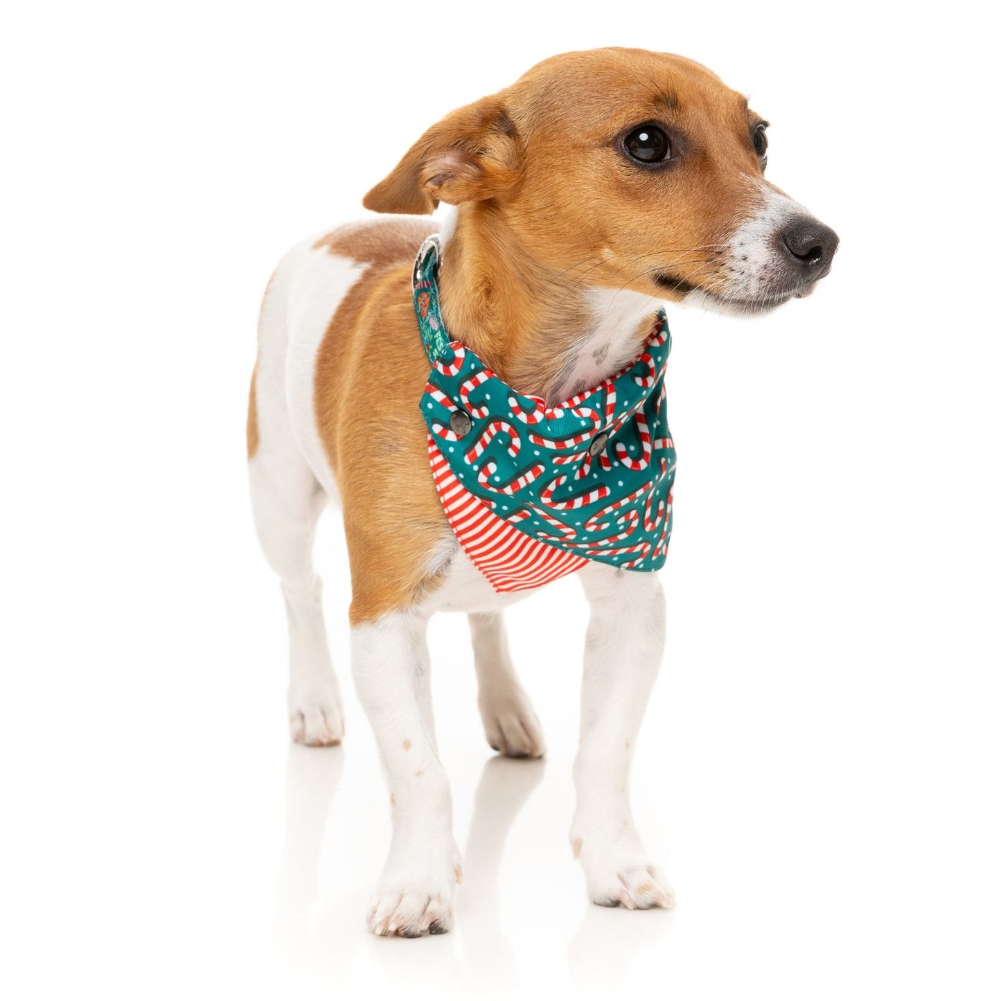 Christmas Dog Bandana | Candy Cane Green
