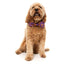 Halloween Dog Bow Tie | Jack Jack Jackie Lantern | Purple