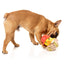 Firequacker Dog Toy