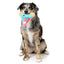 Halloween Plush Dog Toy | Marg-EAT-Her Zombizza