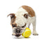 Tennis Treat Ball | Medium