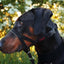 HALTI HeadCollar Train| Black