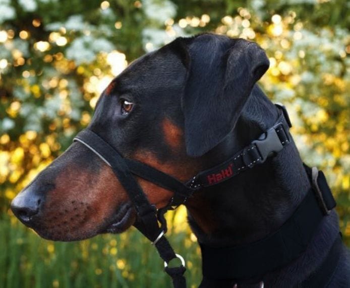 HALTI HeadCollar Train| Black