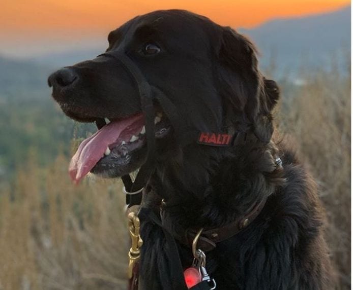 HALTI HeadCollar Train| Black