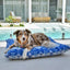 Outdoor Dog Bed | Noosa Nights* - Peticular