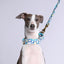 Martingale Collar - PULI PULI | BLUE