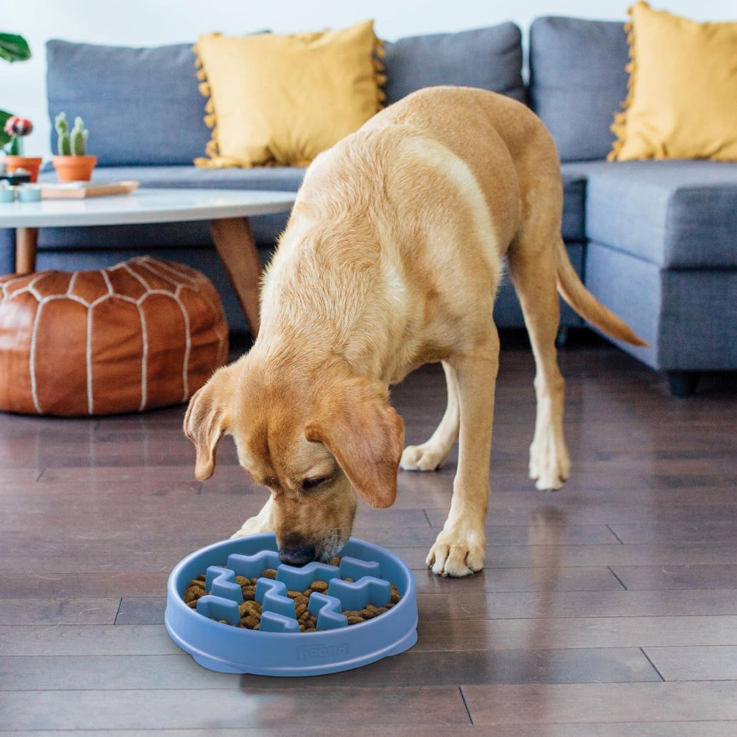 Fun Feeder Slo-Bowl | Blue Notch