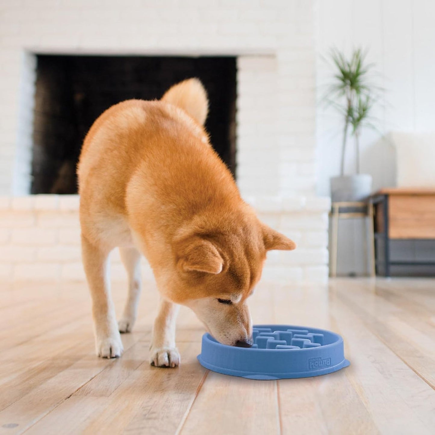 Fun Feeder Slo-Bowl | Blue Notch