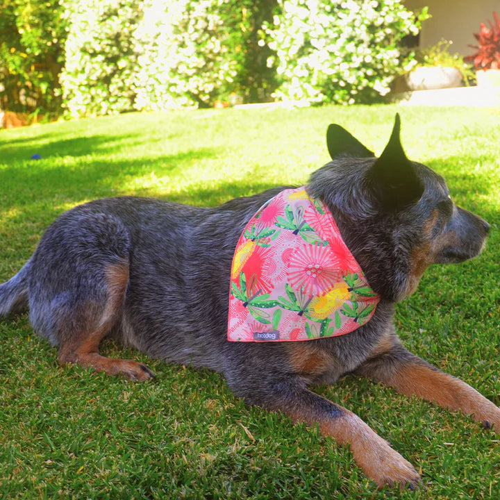 HOT DOG BANDANA COTTON  | BANKSIA