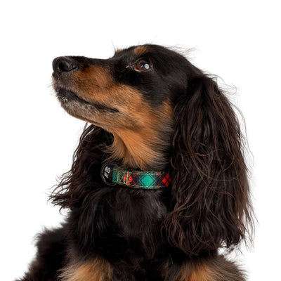 Winston Plaid Dog Collar