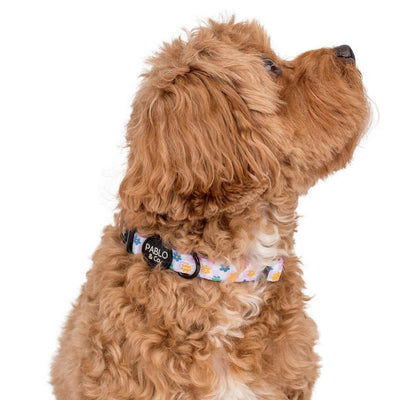 Delightful Daisies Dog Collar