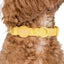 Lemonade Waterproof Collar