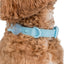 Sea Salt Waterproof Collar