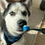 Paw Ready BrushMate Pet Toothbrush - Peticular
