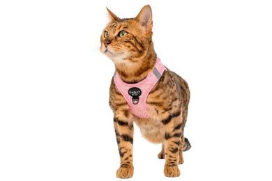 Peticular | Dog And Cat Accessories For Particular Pet People.