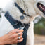 Front Range Dog Harness | Basalt Grey