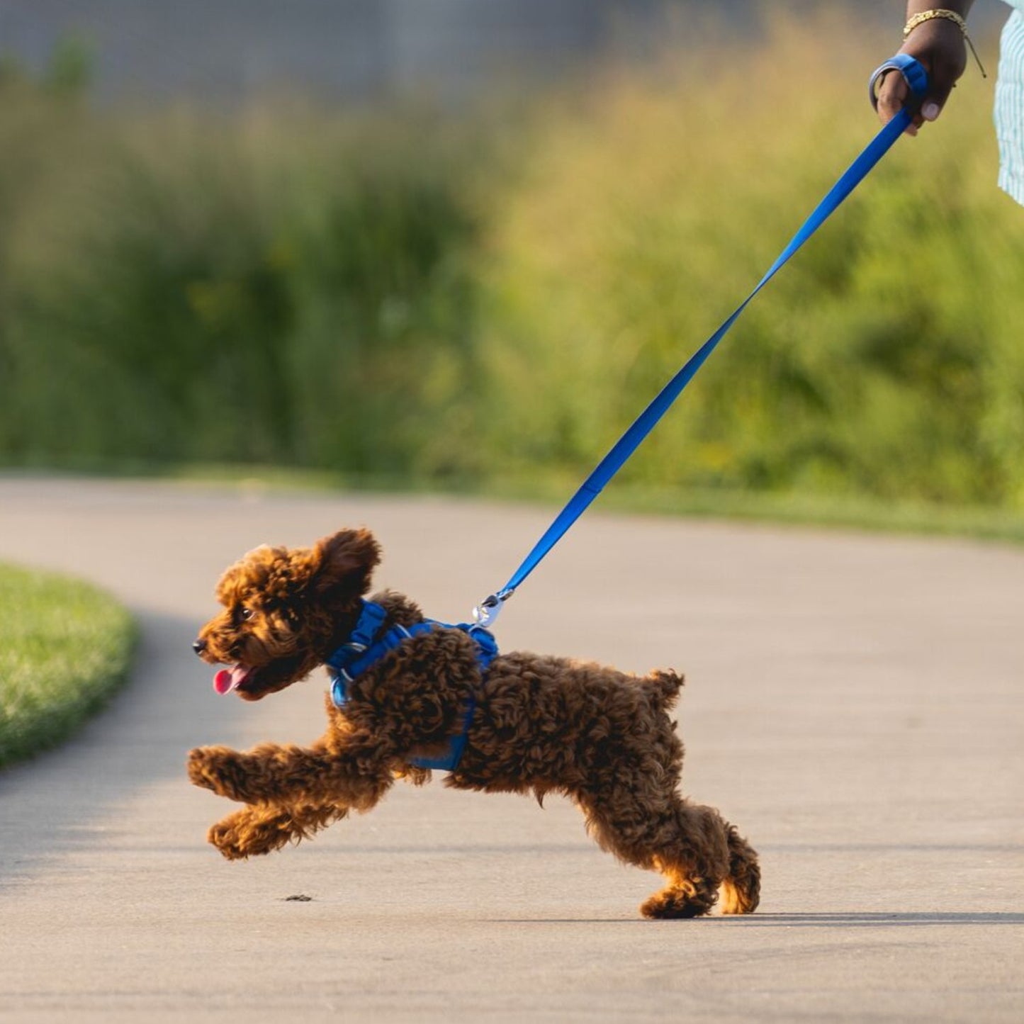 Front Range Dog Harness | Blue Pool