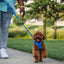 Front Range Dog Harness | Blue Pool