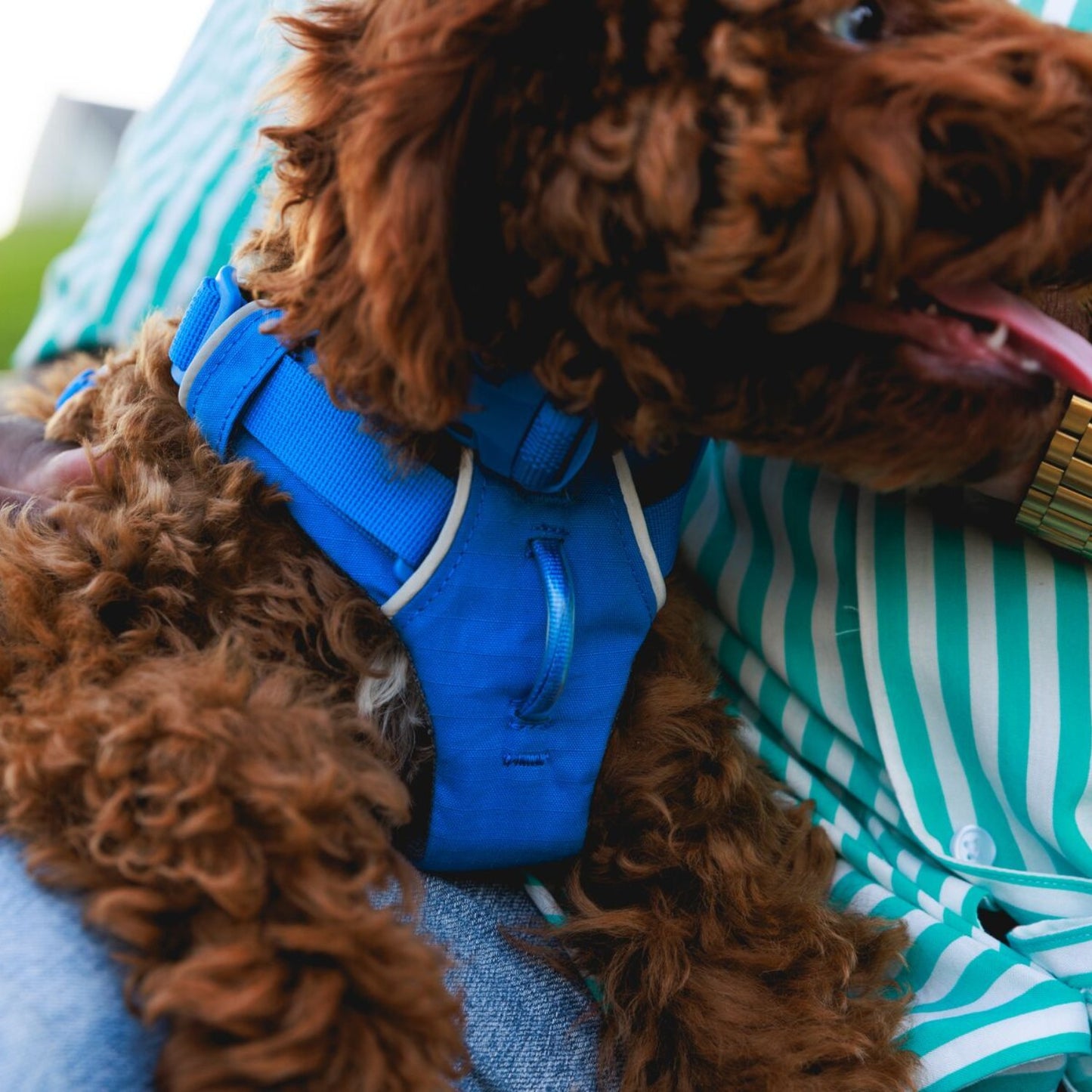 Front Range Dog Harness | Blue Pool