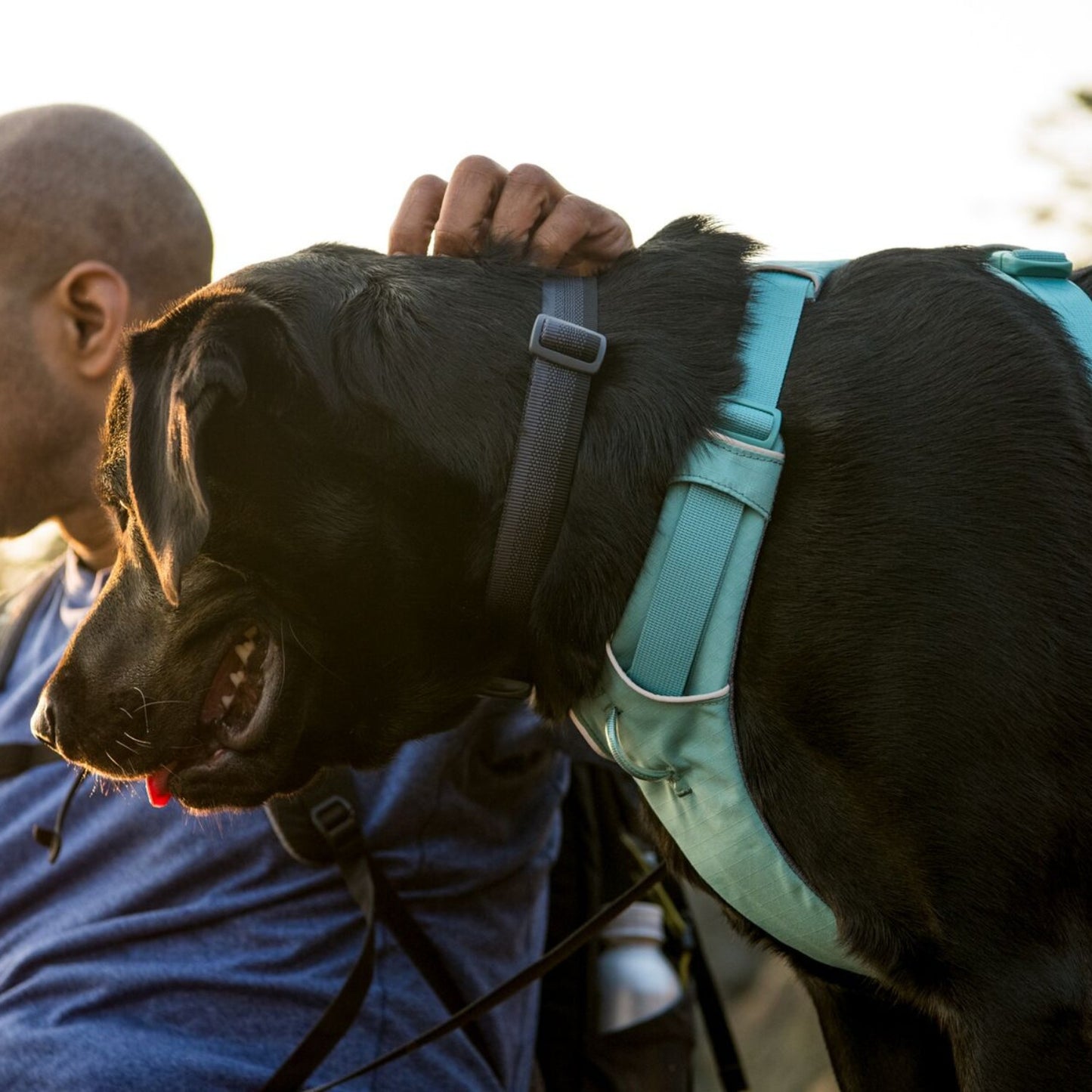 Front Range Dog Harness | River Rock Green