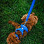 Front Range Dog Lead | Blue Pool