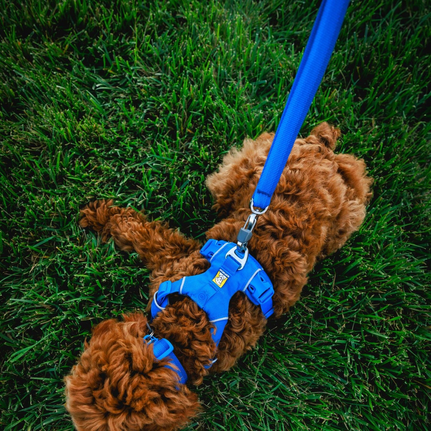 Front Range Dog Lead | Blue Pool