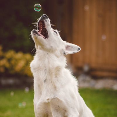 Dog Bubbles | Beef Steak