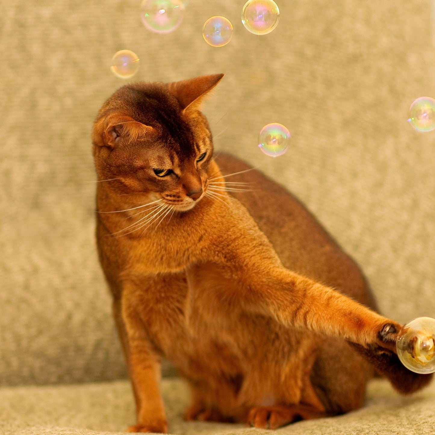 Cat Bubbles | Catnip