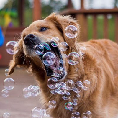 Dog Bubbles | Roast Chicken