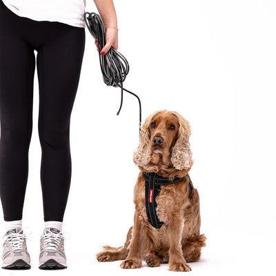 Track 'n Train Slimline Dog Leash - Peticular