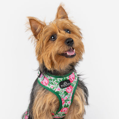 Botanic Dog Harness