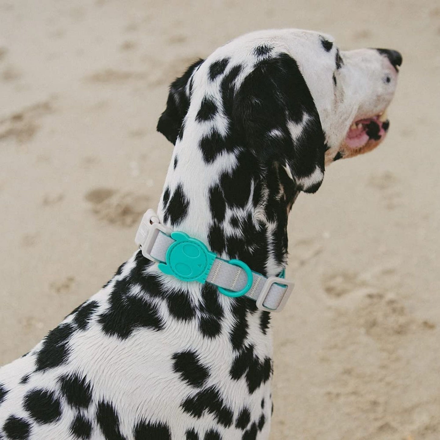 NeoPro Weatherproof Leash | Tidal