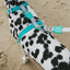 NeoPro Weatherproof Leash | Tidal