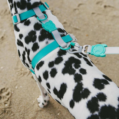 NeoPro Weatherproof Dog H-Harness | Tidal