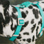 NeoPro Weatherproof Dog H-Harness | Tidal