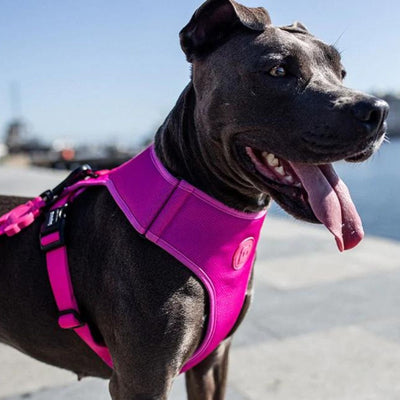 Pink LED Adjustable Air Mesh Dog Harness