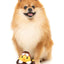 Amelia Quackhart Small