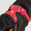 Front Range Flex Knit Harness | Rose Violet - Peticular