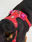 Front Range Flex Knit Harness | Rose Violet - Peticular
