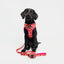 Dune Bloom Dog Harness