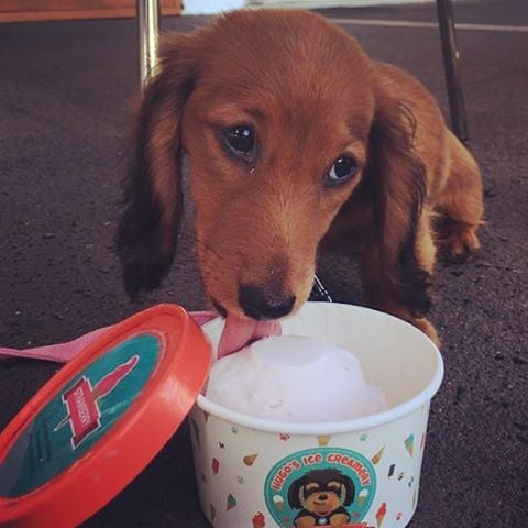 Hugo's Ice Creamery Doggie Ice Cream | Peticular