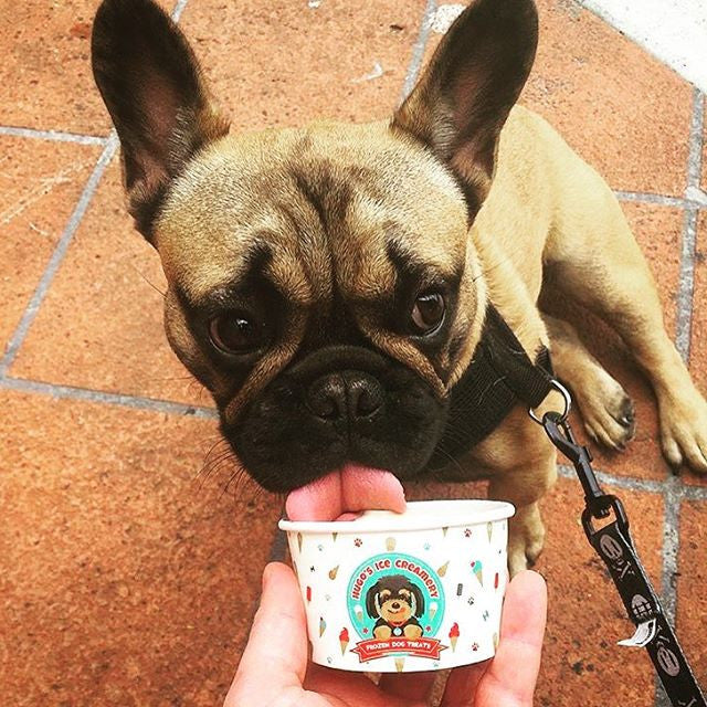 Hugo's Ice Creamery Doggie Ice Cream | Peticular