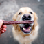 All Barks Kanga Bangers Dog Treats | Peticular