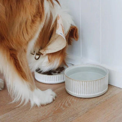 Natural White Scalloped Stoneware | Dog Water Bowl