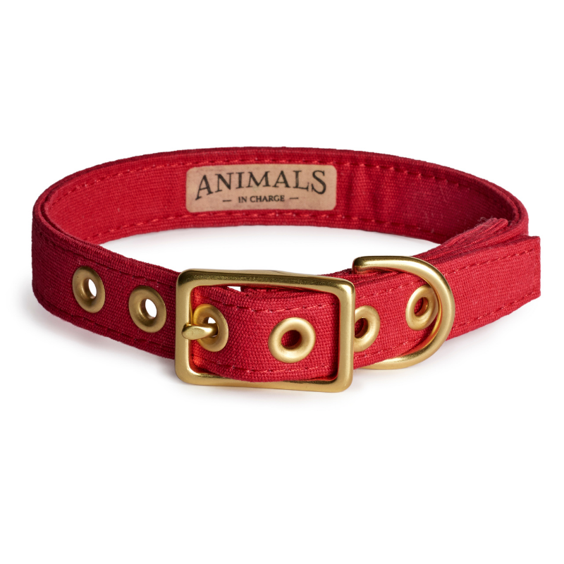 Red + Brass | All Weather Dog Collar