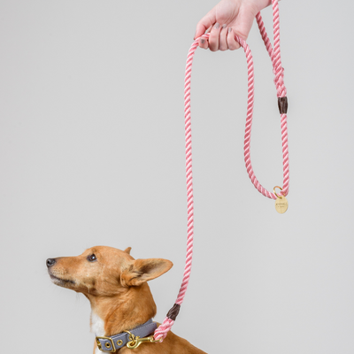 Rose Pink + Brass | All Weather Rope Dog Leash